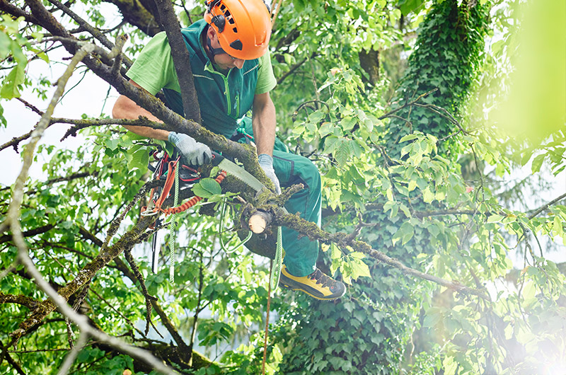 Preventing Overgrowth and Safety Hazards with Regular Tree Trimming Services